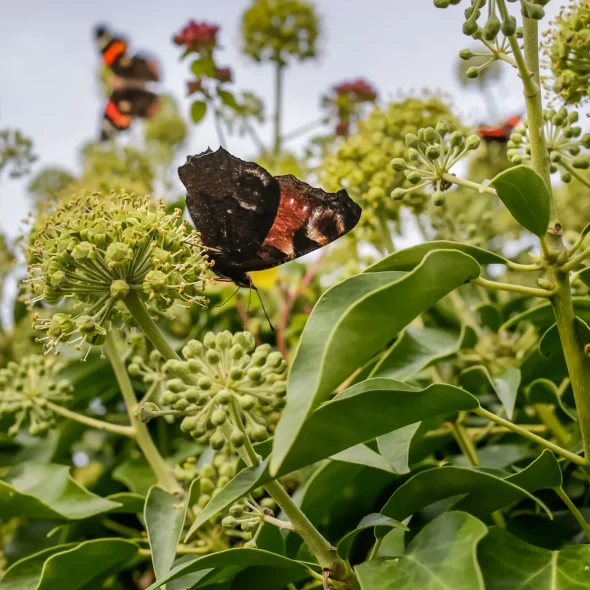 5 reasons to visit Charlemont