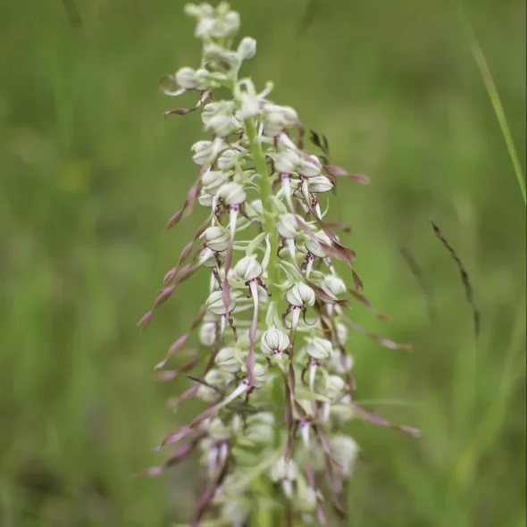 5 reasons to visit Charlemont