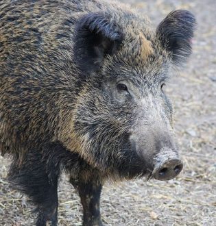 Village de vacances D’OIGNIES-VIROINVAL (BELGIQUE)
