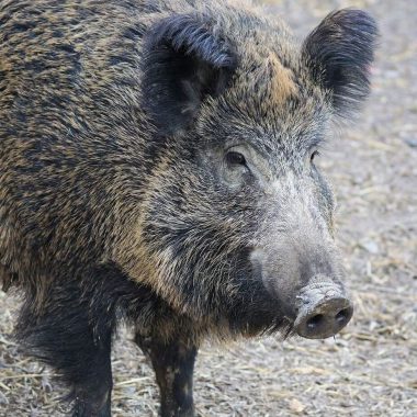 Sur les traces de l’emblème des Ardennes : Le sanglier