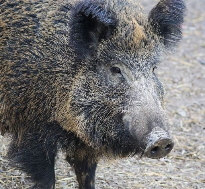 Le Sanglier des Ardennes : Entre Mythes, Histoire et Colosse d’Acier