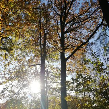 Pour en savoir plus sur la destination Ardenne