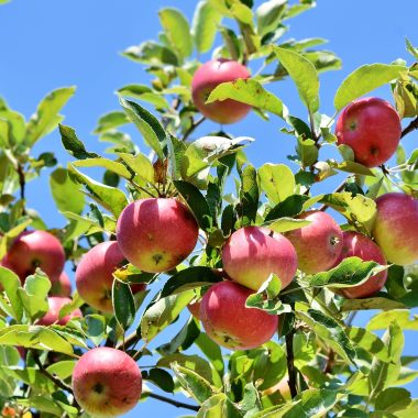 La tarte aux pommes de maman