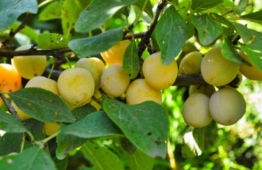 Tarte aux mirabelles