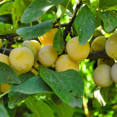 Tarte aux mirabelles
